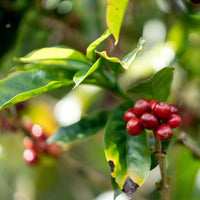 Lima MWP Decaf