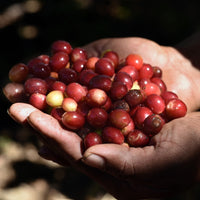 La Angostura MWP Decaf