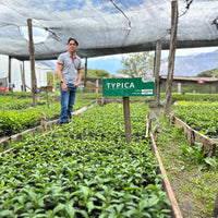 Typica Reserve Yeast Process