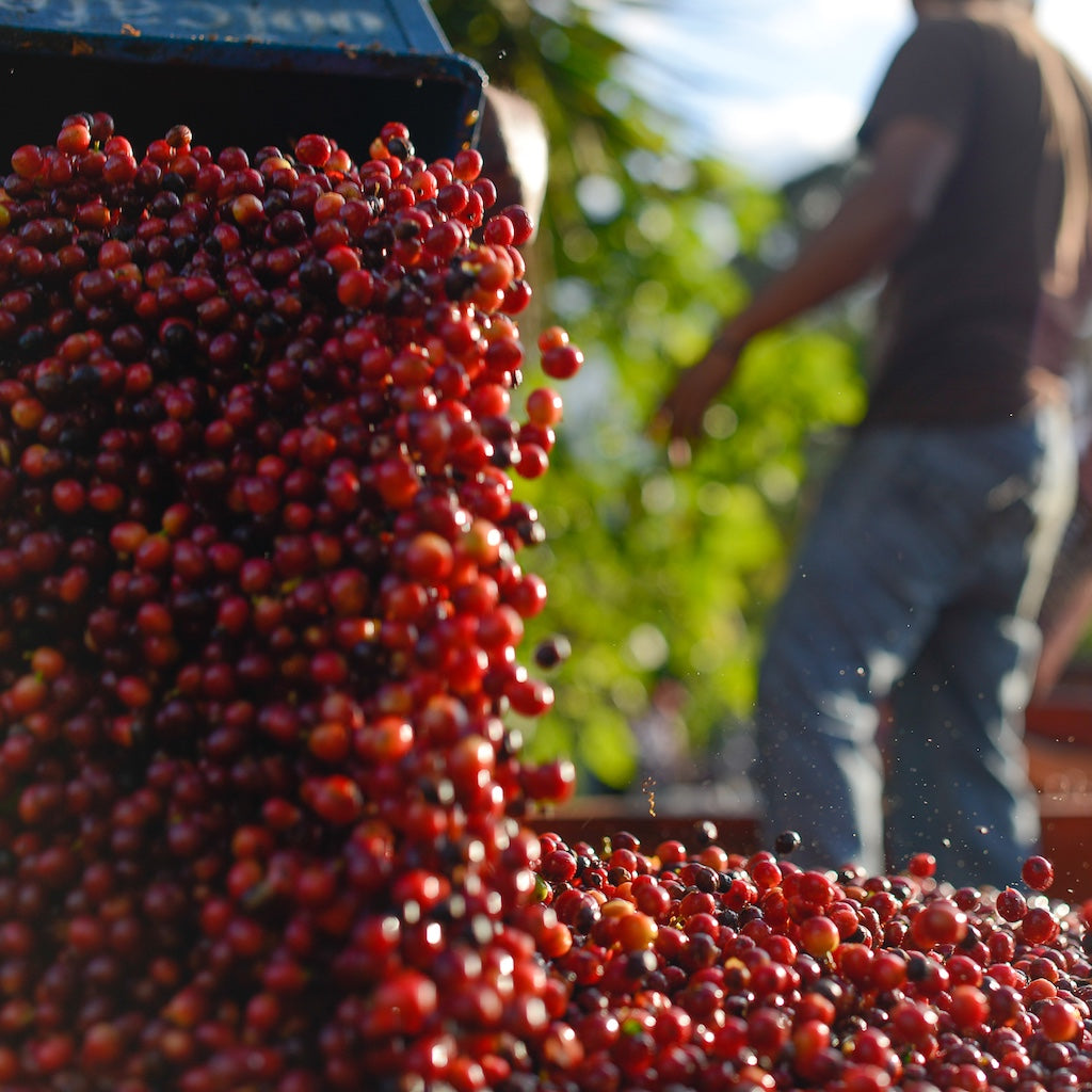 Brumas del Zurquí Typica Natural