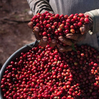 Brumas del Zurquí Ethiopia Washed