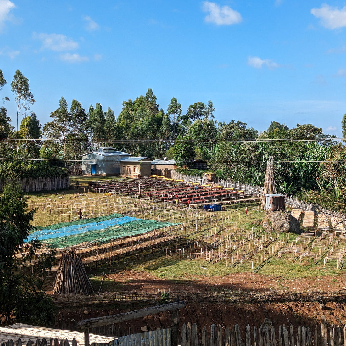 Basha Bekele Murago Natural