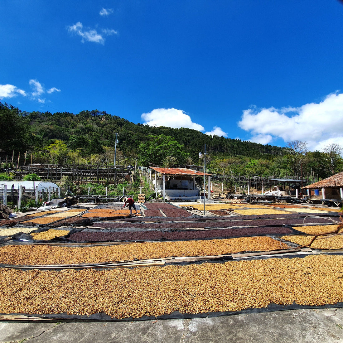 La Lagunita Bourbon Honey
