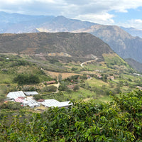 Typica Mejorado Washed