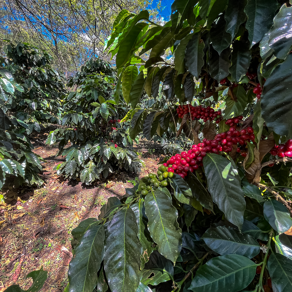 Yunguilla Sidra Natural