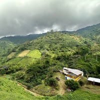 Las Margaritas Gesha Natural