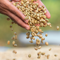Melaku Negash Chelba Organic Washed