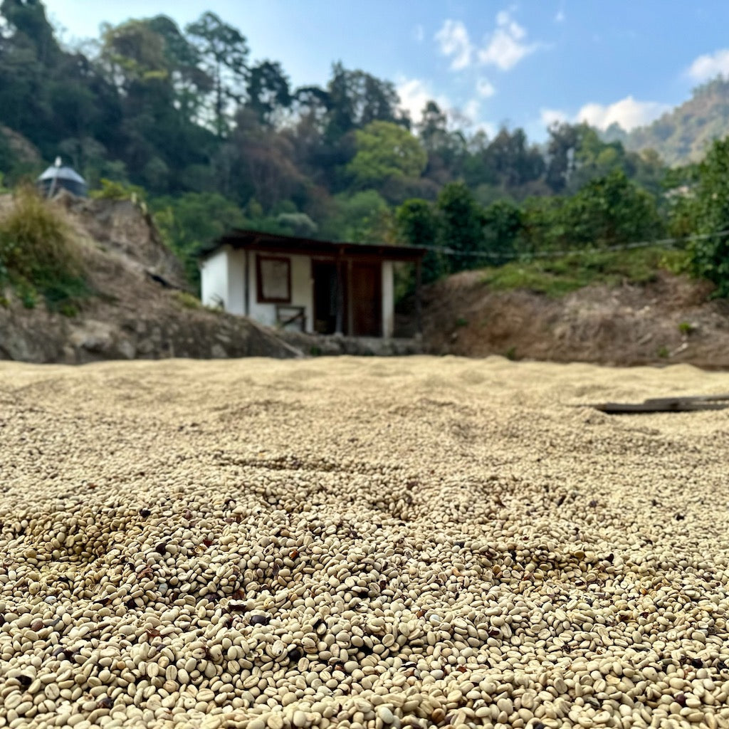 Pacamara Washed
