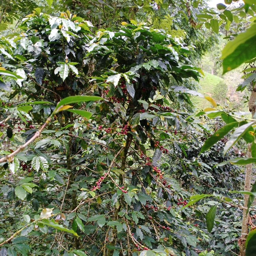 Finca Palermo AAA Washed