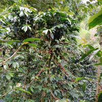 Finca Palermo AAA Washed