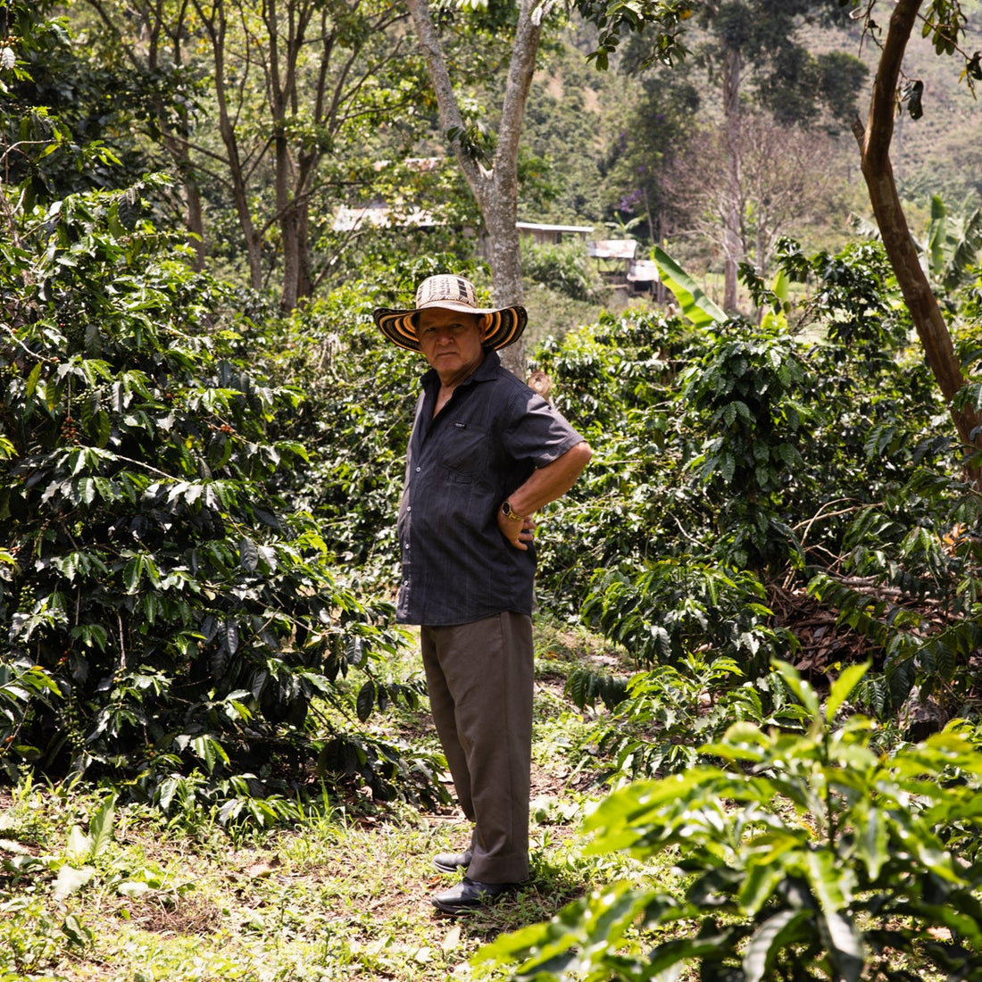 Jaime Casallas standing amongst coffee trees wearing a tradional vueltiao hat.