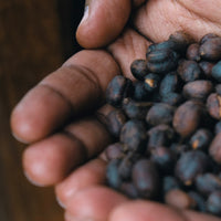 Sidama Natural SWP Decaf