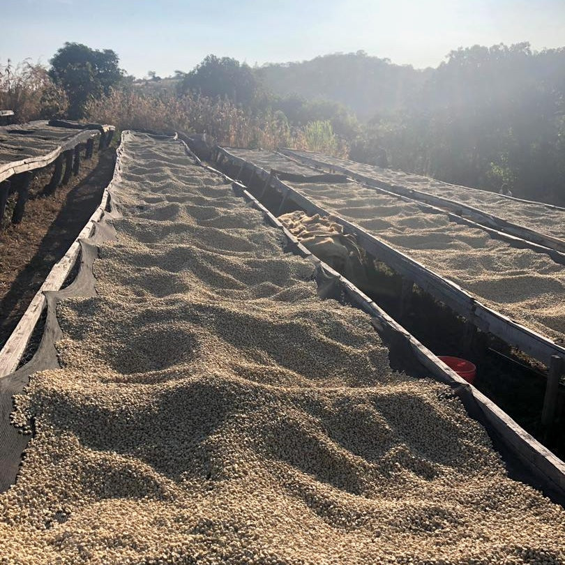 Iyenga AMCOS Peaberry Washed