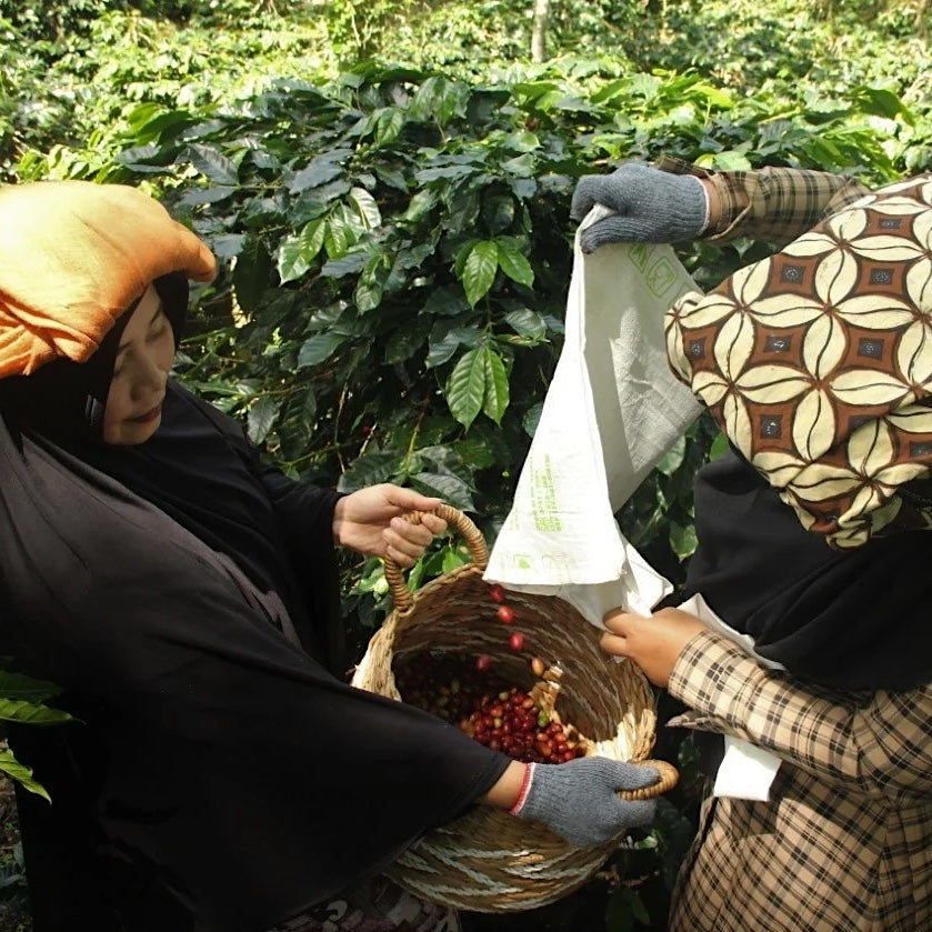 Takengon Atu Lintang Organic