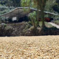 Java Washed